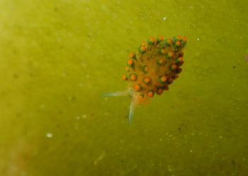 アオモウミウシ