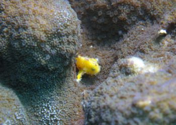 ベニカエルアンコウ