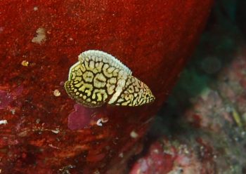 クロフチススキベラ