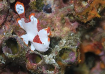 クマドリカエルアンコウ