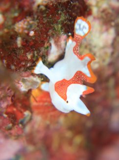 クマドリカエルアンコウ