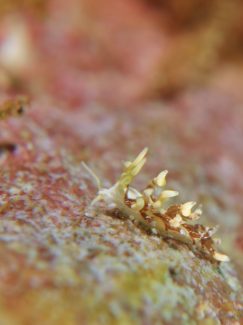 所属上科未確定のミノウミウシ小目の種の4