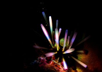 ウニレインボー