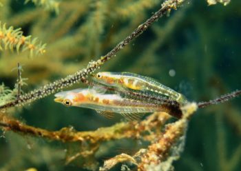 スジグロガラスハゼ