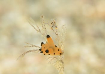 カンナツノザヤウミウシとツノザヤウミウシ