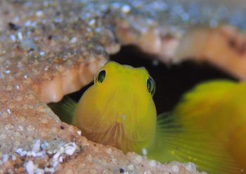 ミジンベニハゼ