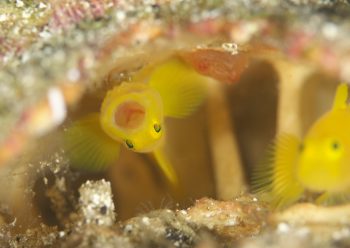 ミジンベニハゼ