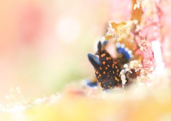 クマドリカエルアンコウ