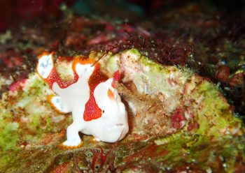 クマドリカエルアンコウ