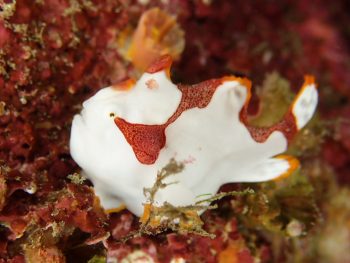 クマドリカエルアンコウ