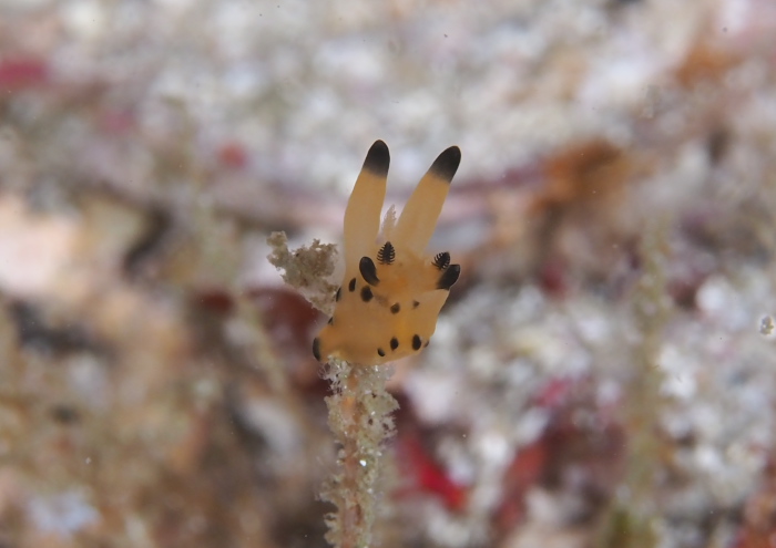 カンナツノザヤウミウシ