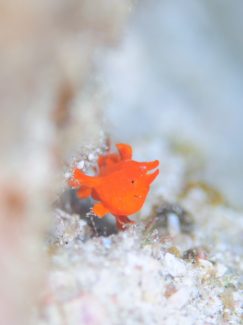 イロカエルアンコウ