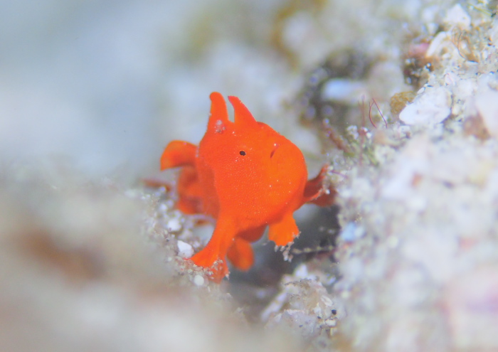 イロカエルアンコウ