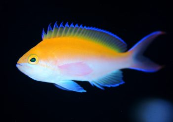 フタイロハナゴイ