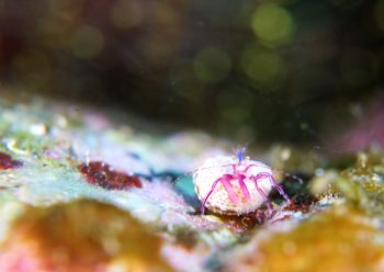 スミレヒメホンヤドカリ