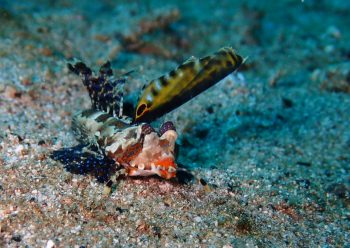 イッポンテグリ