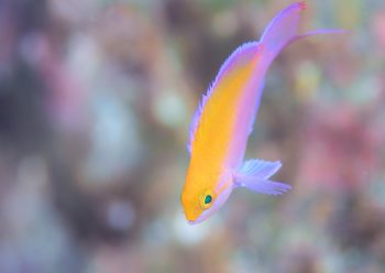 フタイロハナゴイ