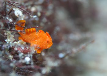 イロカエルアンコウ