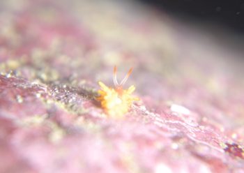 イボヤギミノウミウシ