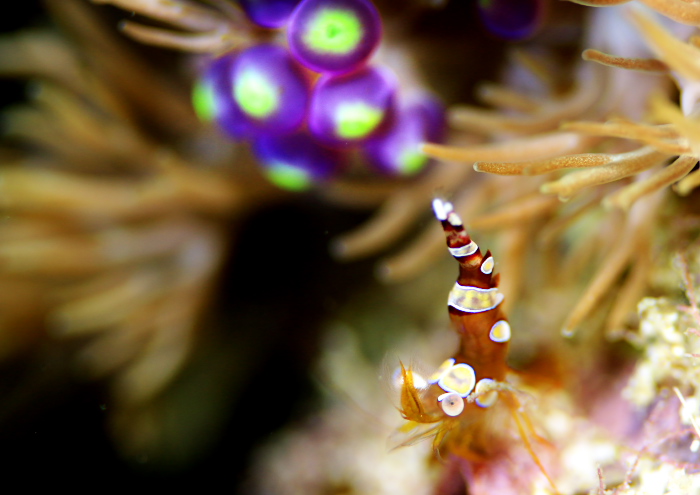 イソギンチャクモエビ