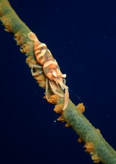 キミシグレカクレエビ