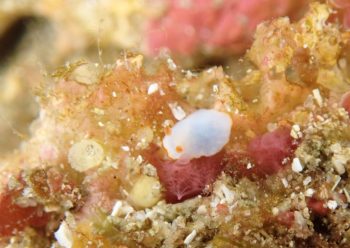 ミナミシラヒメウミウシ