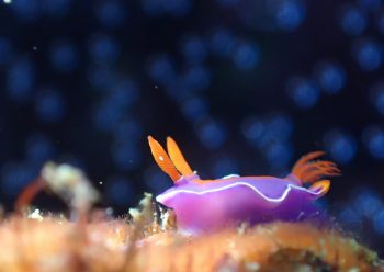 ニシキウミウシ