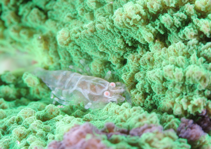 ワライヤドリエビ