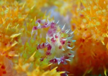 イソコンペイトウガニ