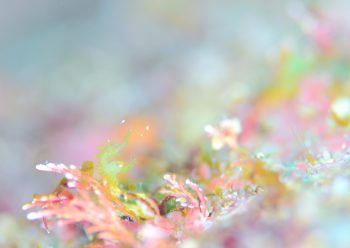 フィコカリスシムランス