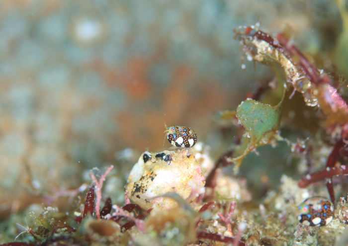 マキエホテイヨコエビ