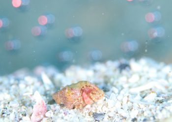 ホウセキホンヤドカリ