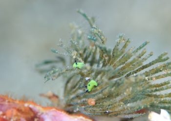 コミドリリュウグウウミウシ