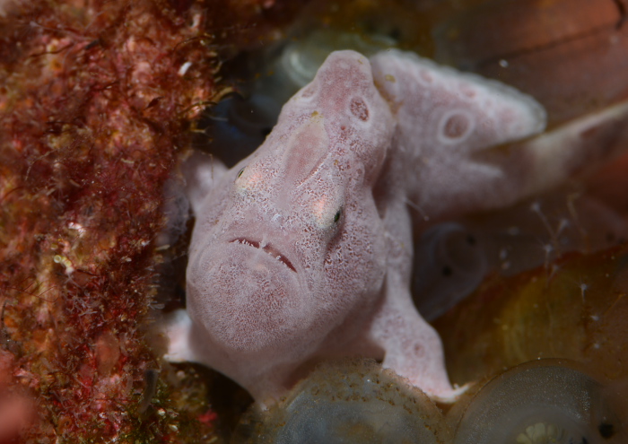 オオモンカエルアンコウ