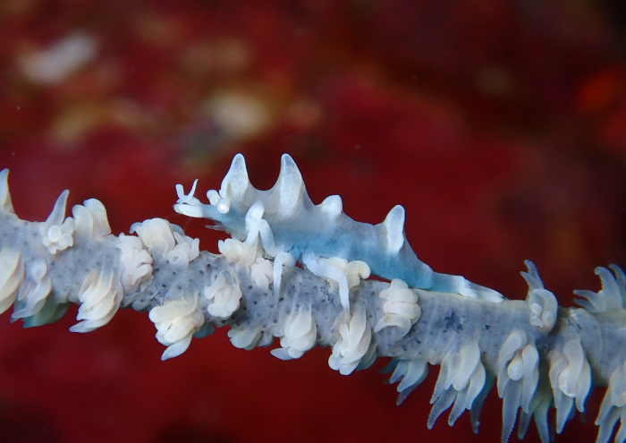 ビシャモンエビ