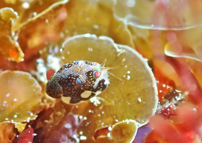 マキエホテイヨコエビ