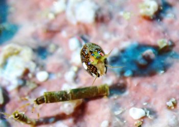 マキエホテイヨコエビ