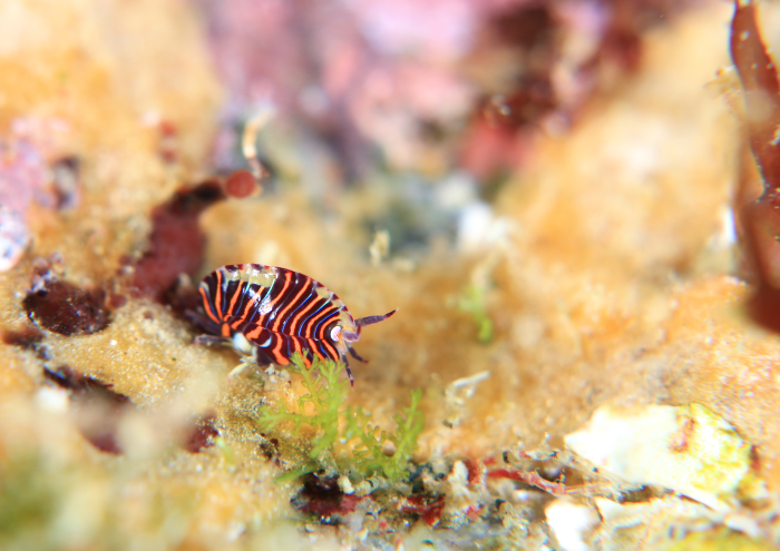 スベヨコエビSP