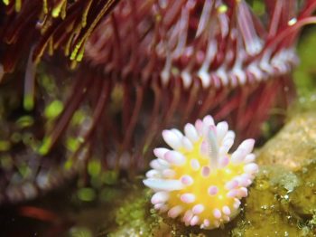 イガグリウミウシ