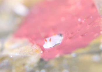 シロウサギウミウシ