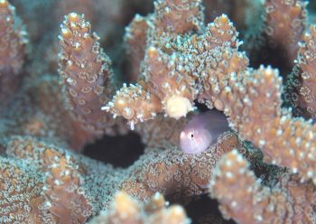 アワイロコバンハゼ