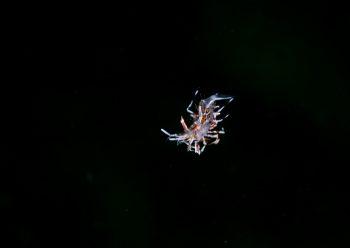 トゲツノメエビ