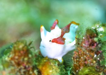 クマドリカエルアンコウ