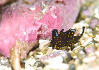 クマドリカエルアンコウ