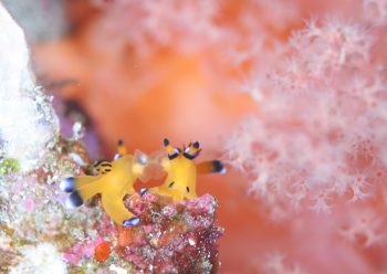 ウデフリツノザヤウミウシ