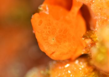 オオモンカエルアンコウ