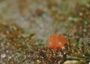 ベニカエルアンコウ