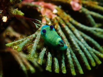 ミドリリュウグウウミウシ