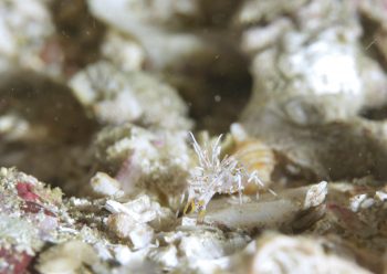 トゲツノメエビ