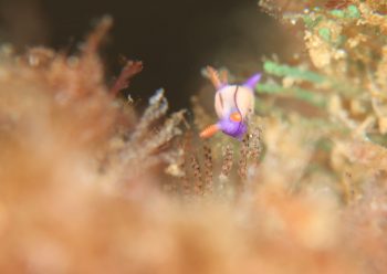 クロスジリュウグウウミウシ